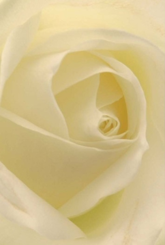 Examining this pristine white rose close up, one is struck by its tranquil grace-a composition that seems to glow softly as though lit from within, much like the gentle light seen filtering through Raynes Park's canopies in early spring. Petals unfurl with masterful symmetry, layering tones that shift beautifully between pure white and warm cream, creating an impression of peaceful sophistication. There's an almost ethereal quality to the bloom: each fold and curve cradles the next, casting subtle shadows that ripple outward while preserving the perfect spiral at the rose's serene heart. For a florist in Raynes Park, this rose represents more than botanical perfection; it speaks of sincerity and hope, whether gracing a wedding table overlooking Grand Drive, or expressing layered emotions-love, remembrance, gratitude-in a personal delivery across West Wimbledon. The understated scent floats in the air, comforting and pure, a silent testament to the care behind every floral creation in our close-knit community. In this arrangement, the wisdom of nature and the touch of a skilled florist achieve harmony, offering Raynes Park a flower that is always appropriate-elegant, heartfelt, and timeless.